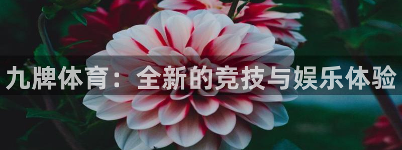 九牌体育：全新的竞技与娱乐体验
